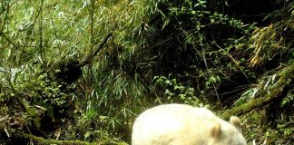 Rare Albino Panda Was Photographed In Chinese Nature Reserve