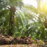 Palm Oil Is The Number One Reason for Deforestation