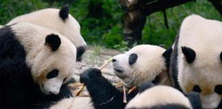 China Created A Facial Recognition App Meant To Recognize Pandas