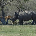Suspected Rhino Poacher Killed By An Elephant Then Eaten By Lions In South Africa