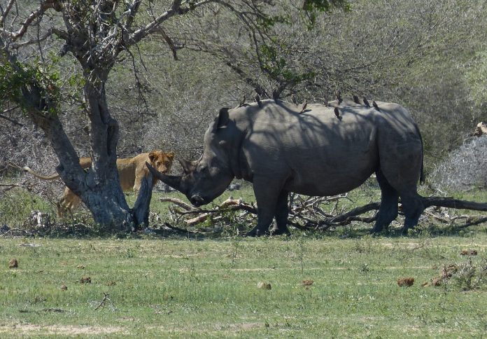 Suspected Rhino Poacher Killed By An Elephant Then Eaten By Lions In South Africa
