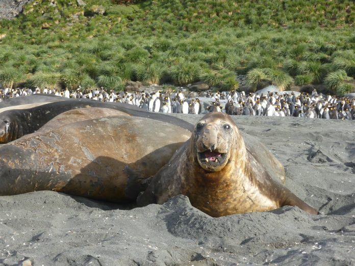 South Georgia Is One Of The Remotest Places On Earth