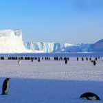 Scientists Say Thousands of Antarctica Emperor Penguin Chicks Were Wiped Out