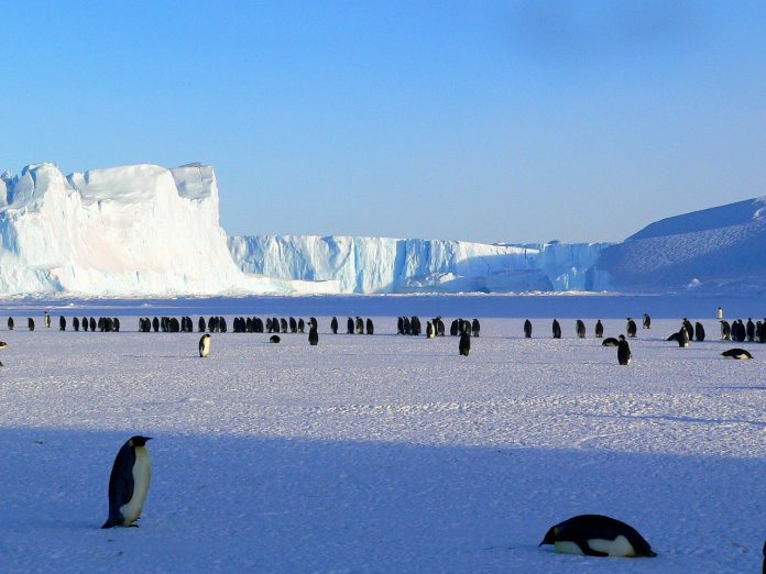 Scientists Say Thousands of Antarctica Emperor Penguin Chicks Were Wiped Out