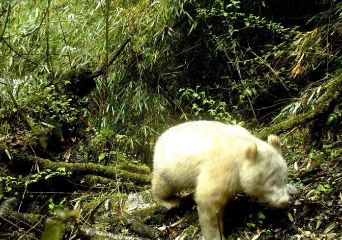 Rare Albino Panda Was Photographed In Chinese Nature Reserve