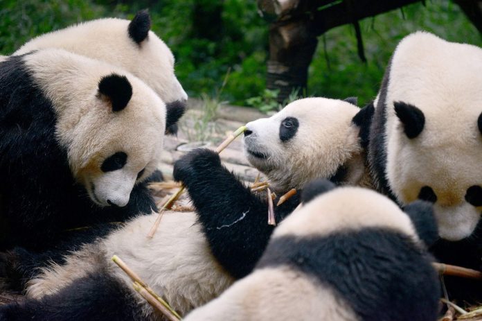 China Created A Facial Recognition App Meant To Recognize Pandas